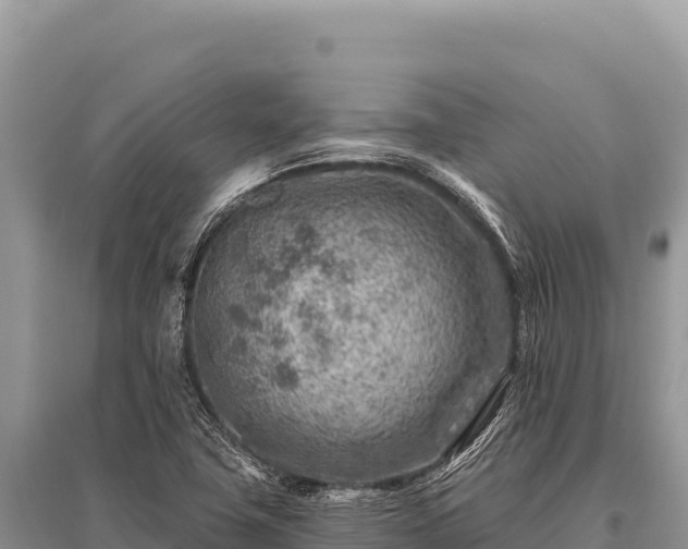 X0000096191411200801251229