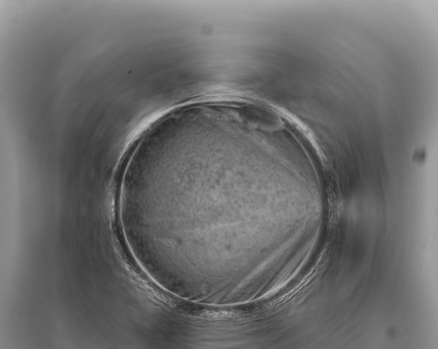 X0000096191415200801251229