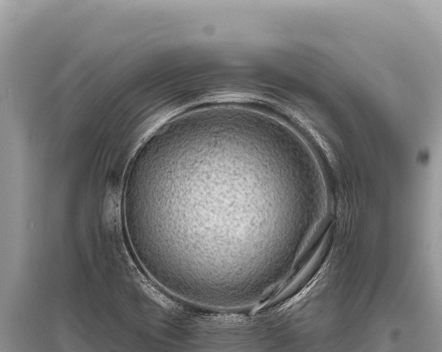 X0000096191417200801251229