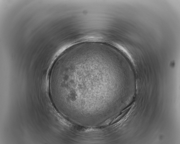 X0000096191419200801251229