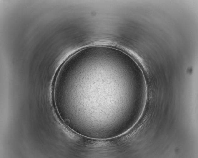 X0000096191423200801251229