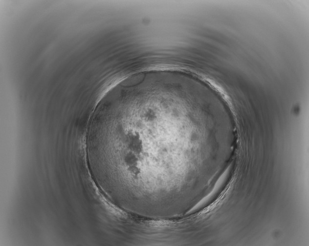 X0000096191425200801251229