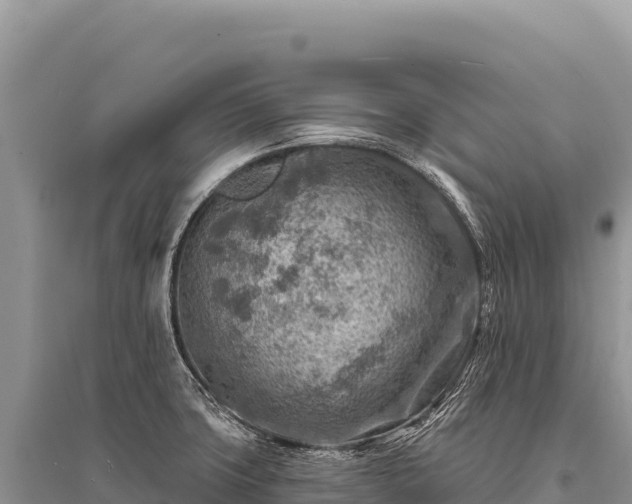 X0000096191427200801251229
