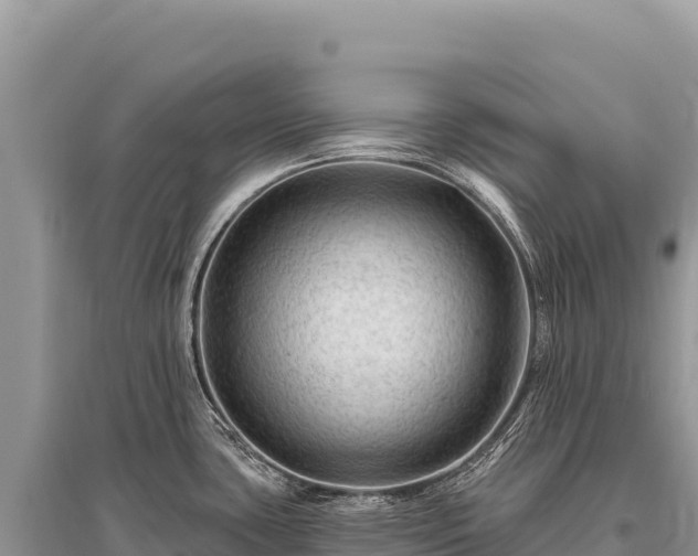 X0000096191435200801251229
