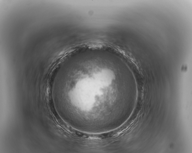 X0000096191445200801251229