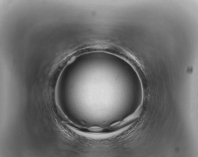 X0000096191448200801251229