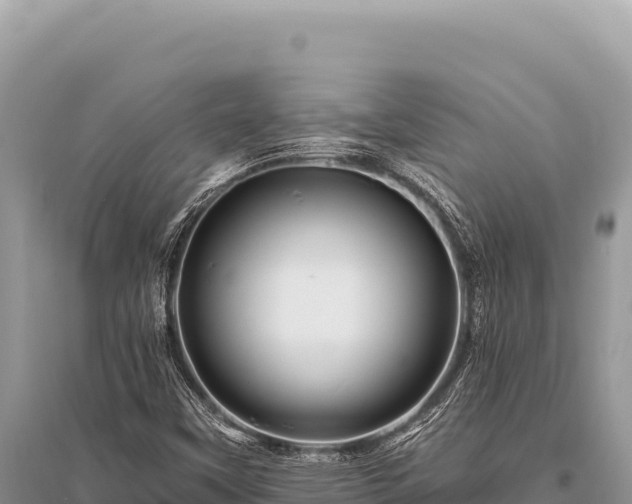 X0000096191451200801251229