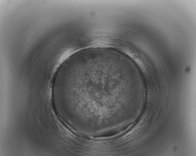 X0000096191459200801251228