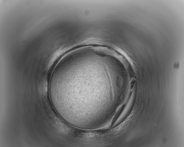 X0000096191461200801251228