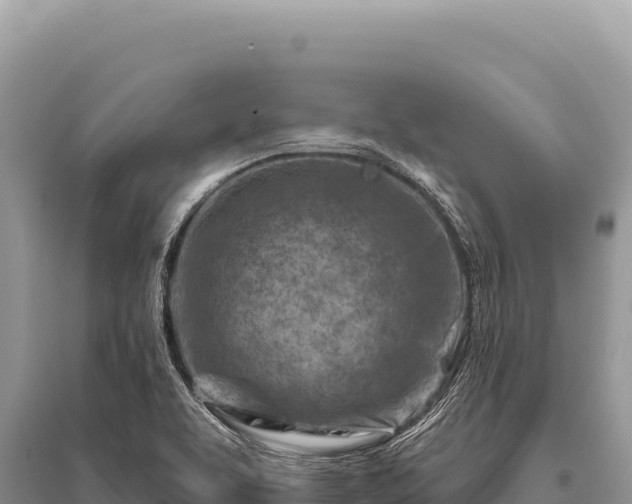 X0000096191463200801251228