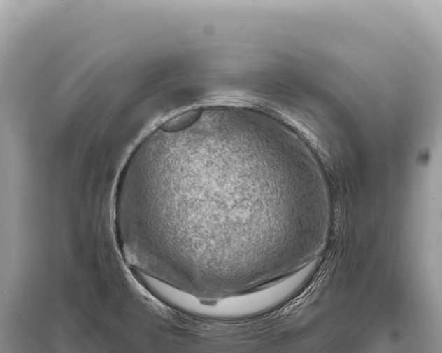X0000096191471200801251228