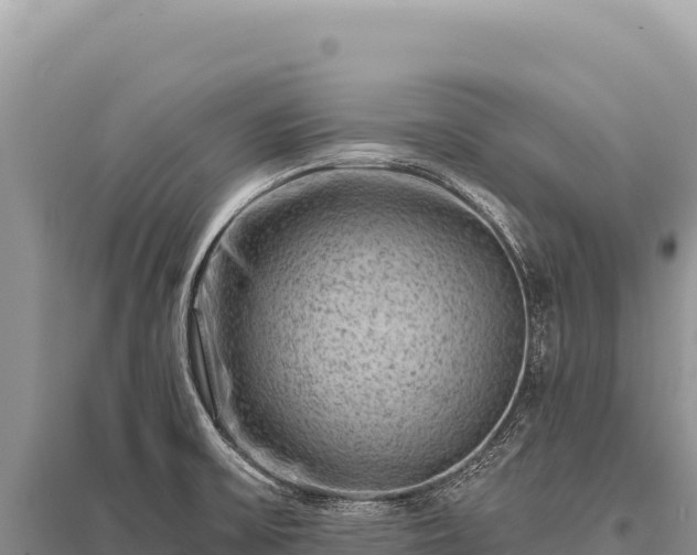 X0000096191475200801251228