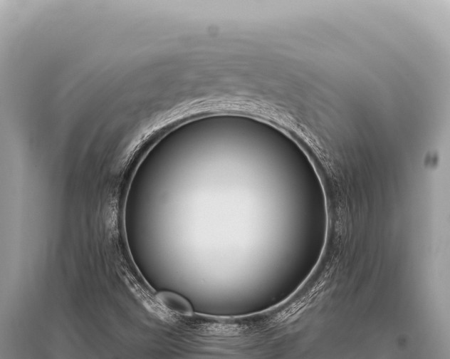 X0000096191499200801251227