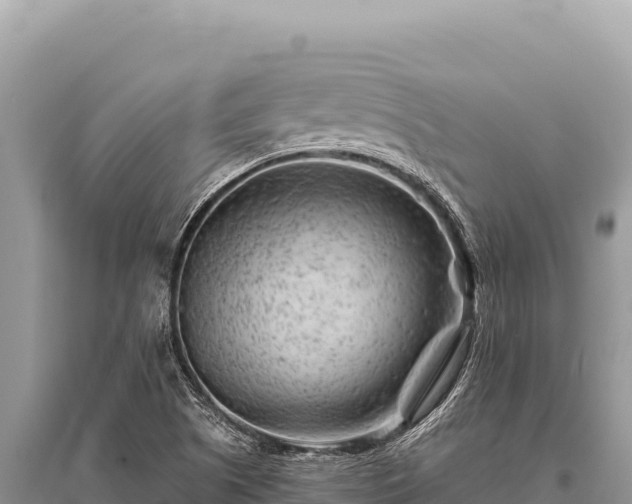 X0000096191505200801251227