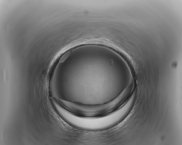 X0000096191506200801251227