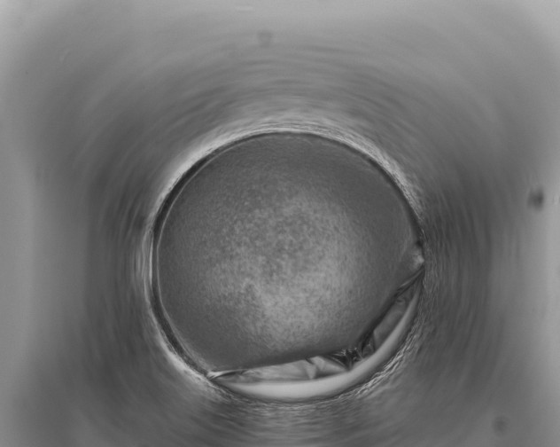 X0000096191515200801251228