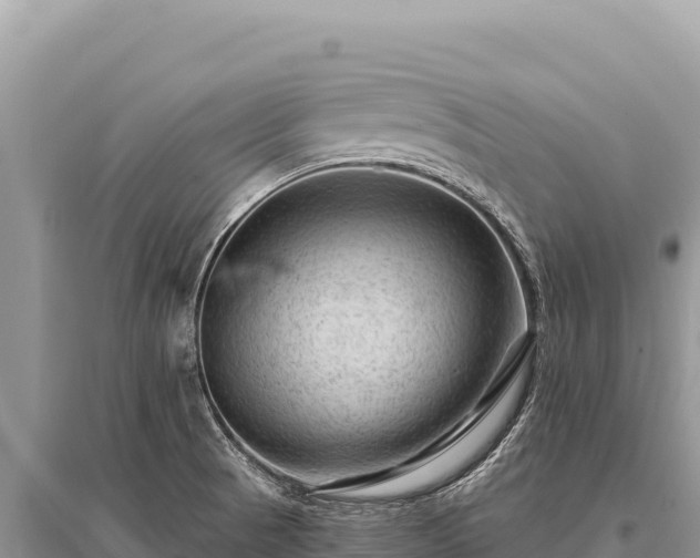 X0000096191521200801251228