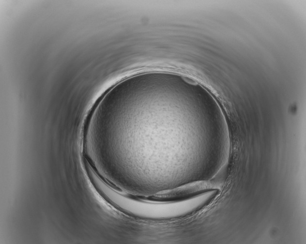 X0000096191523200801251228