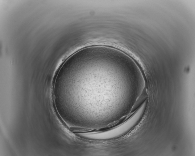 X0000096191525200801251228