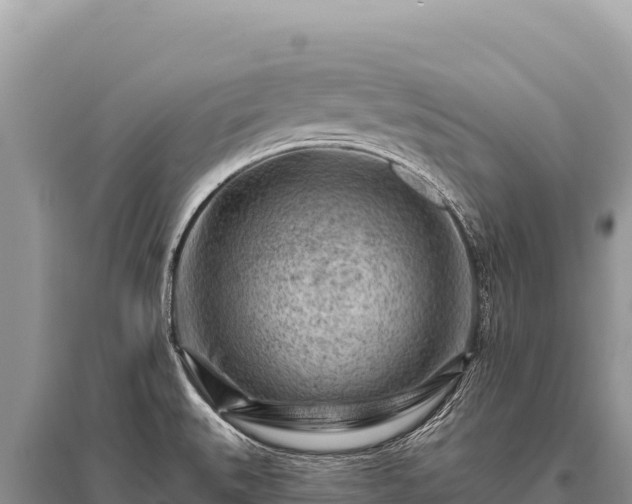 X0000096191527200801251228