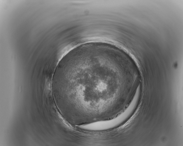 X0000096191529200801251228