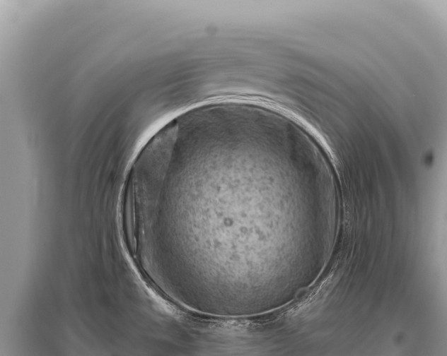 X0000096191533200801251228
