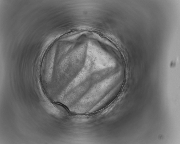 X0000096190049200802011416