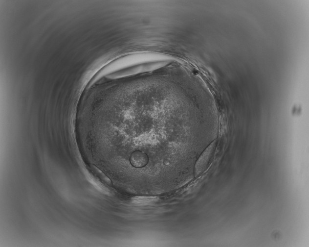 X0000096190051200802011416