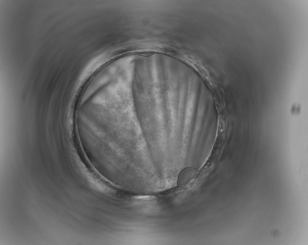 X0000096190053200802011416