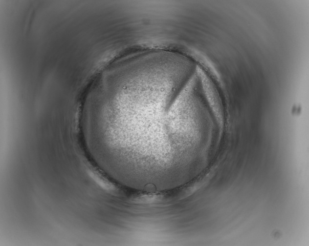 X0000096190065200802011416