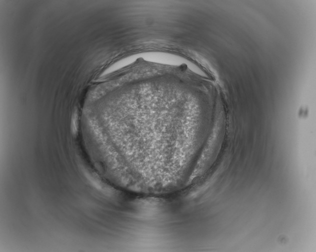 X0000096190069200802011416