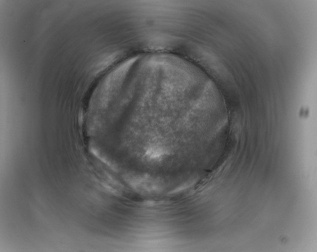 X0000096190076200802011416