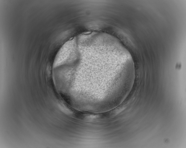 X0000096190081200802011416