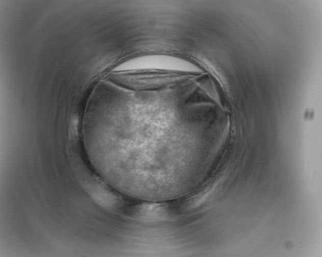 X0000096190117200802011416