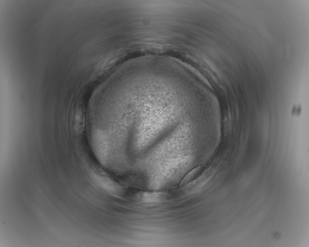 X0000096190134200802011415