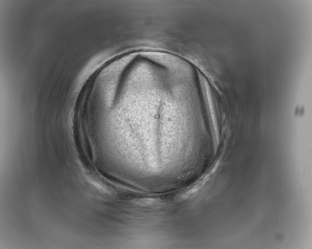 X0000096190151200802011415