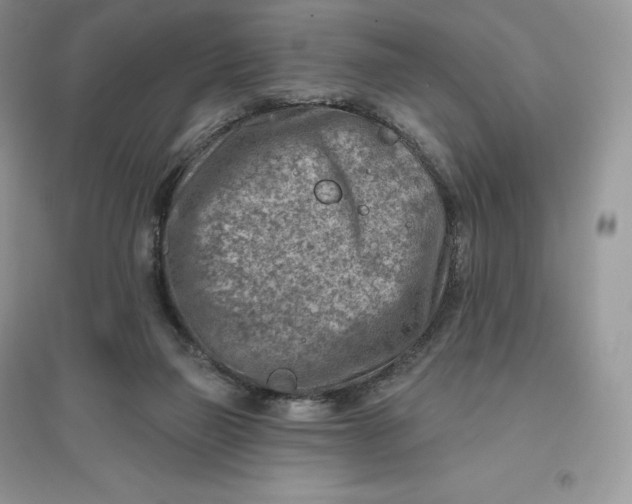 X0000096190165200802011415