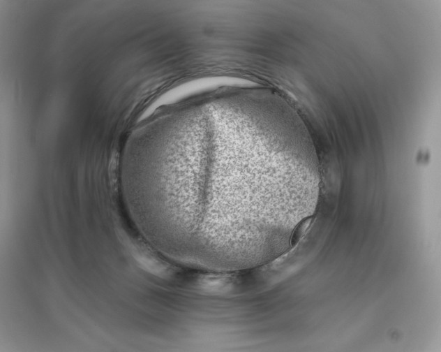 X0000096190175200802011415