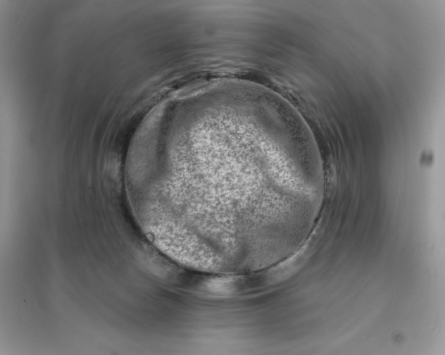 X0000096190178200802011415