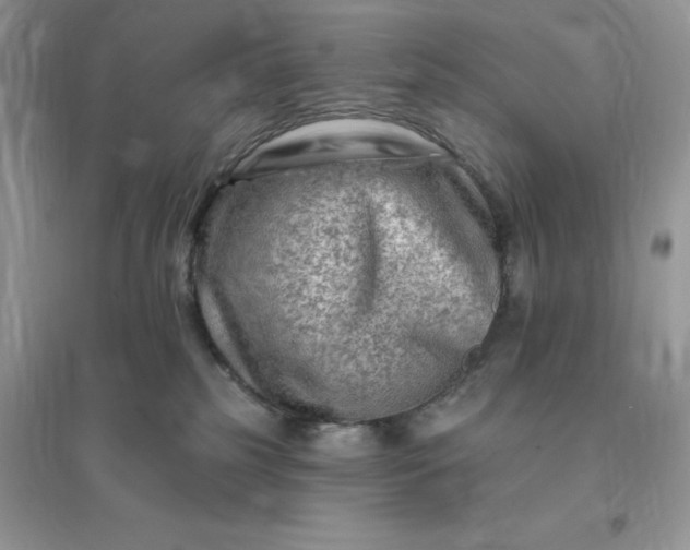 X0000096190185200802011415