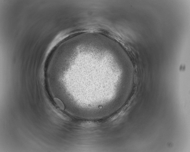 X0000096190198200802011414