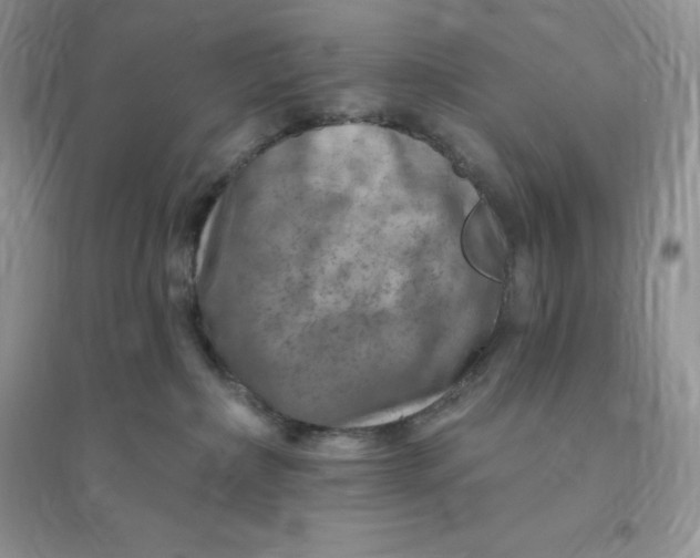 X0000096190236200802011414