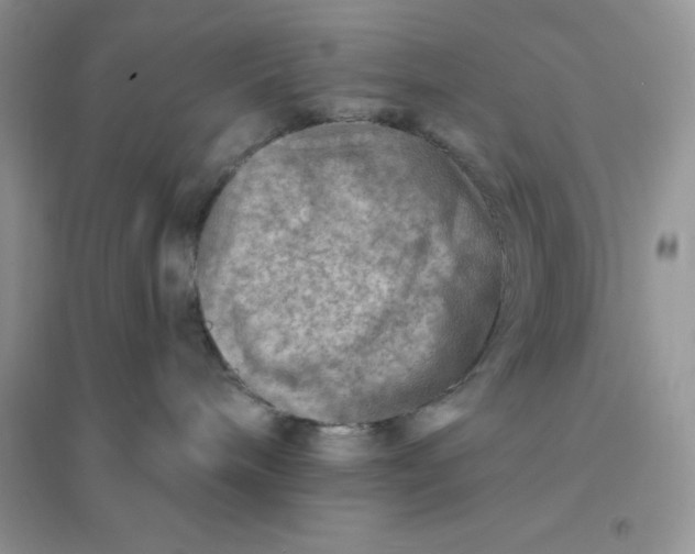 X0000096190240200802011414