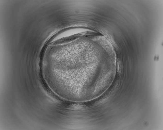 X0000096190300200802011413