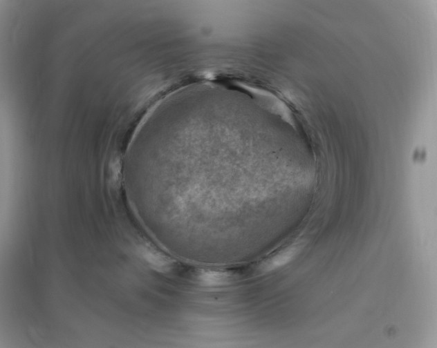 X0000096190336200802011412