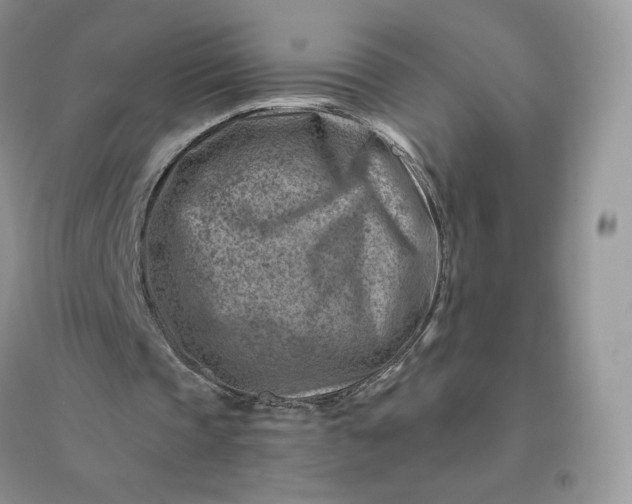 X0000096190337200802011412