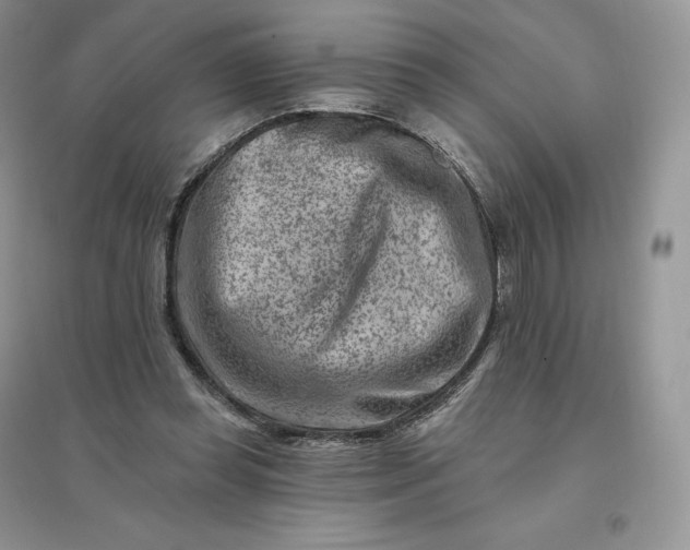 X0000096190349200802011412