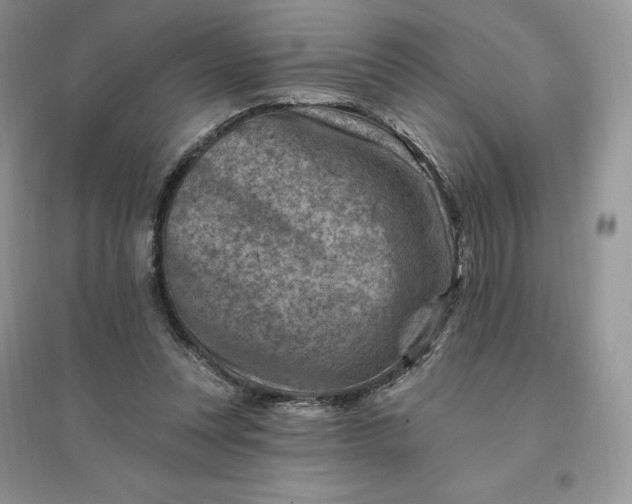 X0000096190351200802011412