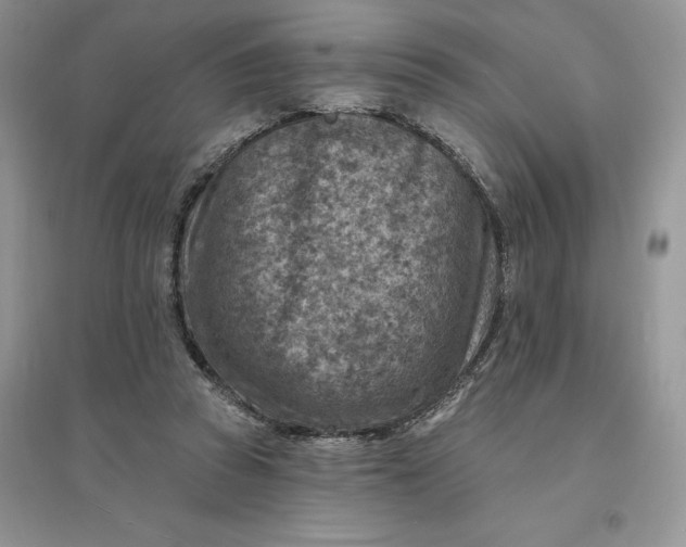 X0000096190353200802011412