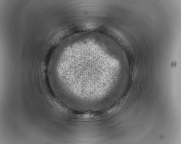 X0000096190366200802011412